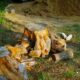 Land Clearing Services in Sonoma County