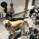 Cage Free Dog Boarding