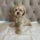 Find trusted female Cockapoo breeders at Valley Poo