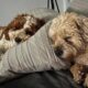 Cage Free Dog Boarding