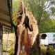 Tree Service in Sonoma County