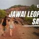 Jawai Leopard Safari