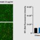 Antibody Dependent Cellular Cytotoxicity