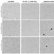 Psoriasis Assays for Inflammatory Skin Disease Research