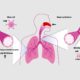 Trusted Research Support for Respiratory Drug Development