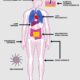 Inflammation Research CRO for Translational Studies