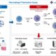 Macrophage Polarisation Assay for Immunology Research