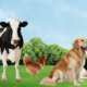 Veterinary Nutrition Manufacturer for Animal Health Needs