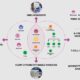 Immunology Research Services for Advanced Therapeutic Studies