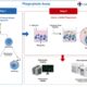 Reliable Phagocytosis Assay Services for Immunology Research