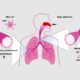 Trusted Research Support for Respiratory Drug Development