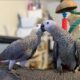 Healthy & Well-Socialized African Grey Parrots for Sale