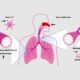 Asthma Drug Discovery Assays for Respiratory Research