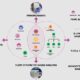 Immunology CRO
