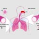 Preclinical Research Services for Respiratory Drug Discovery